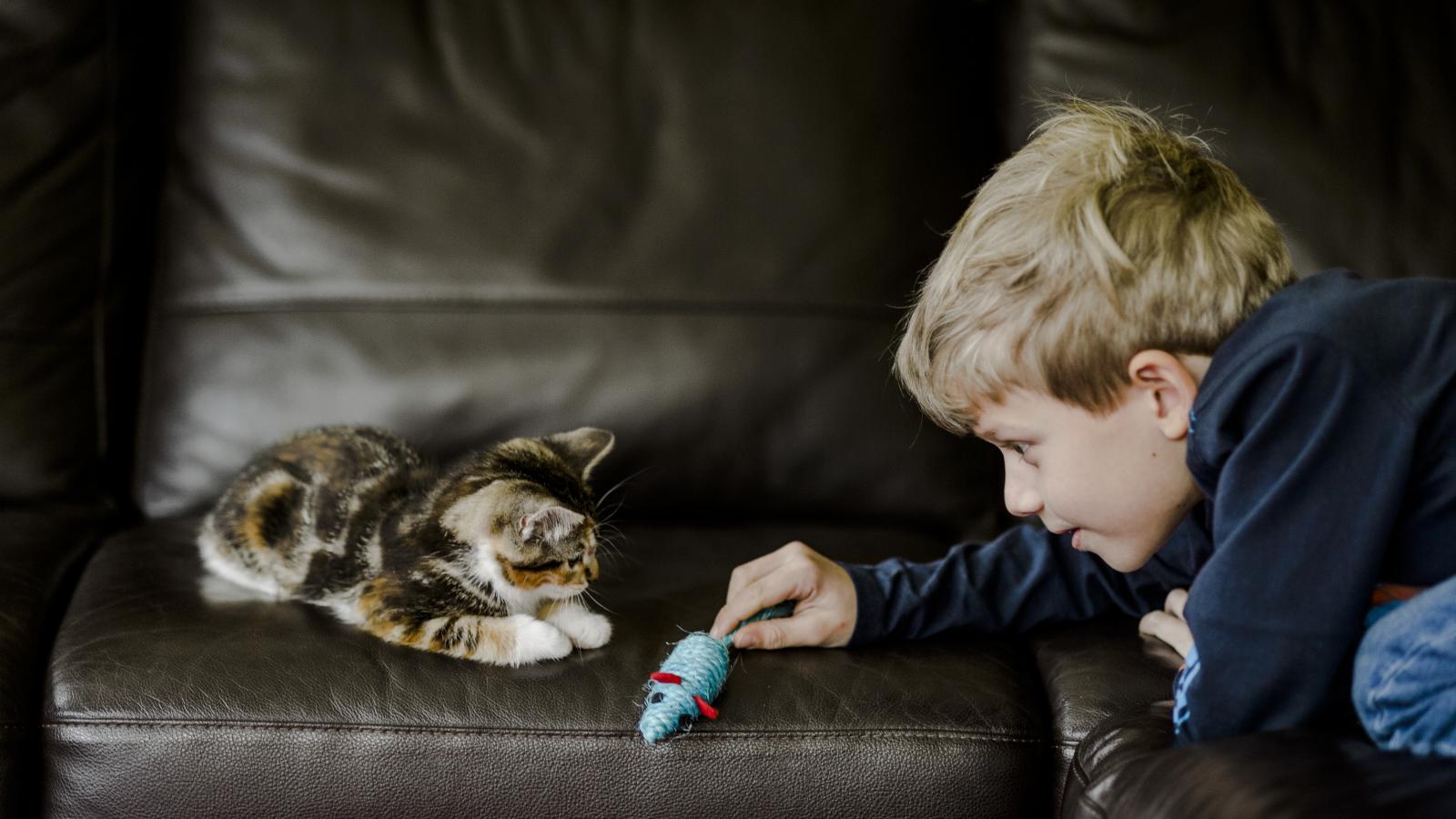 How do you introduce a new best sale kitten to your cat